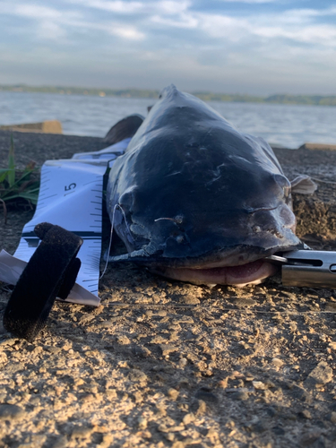 アメリカナマズの釣果