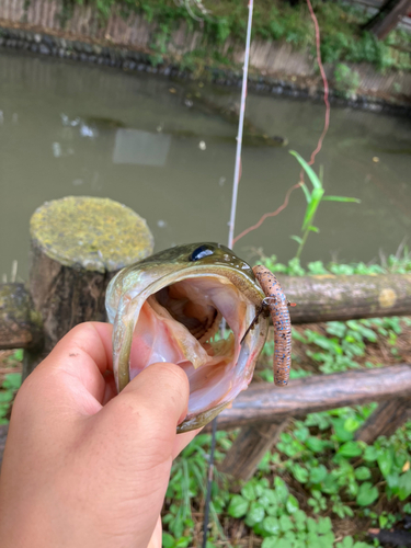 ラージマウスバスの釣果