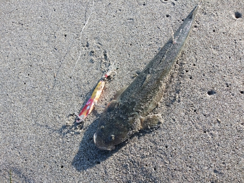 マゴチの釣果