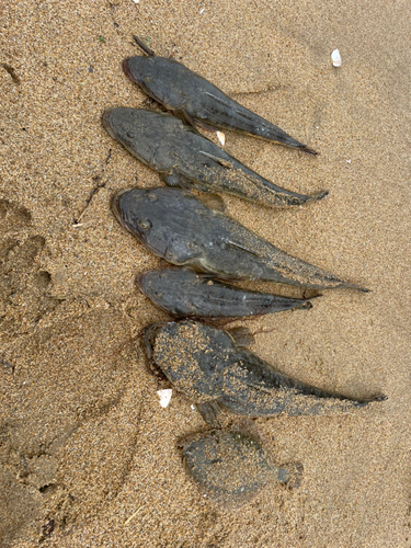 マゴチの釣果