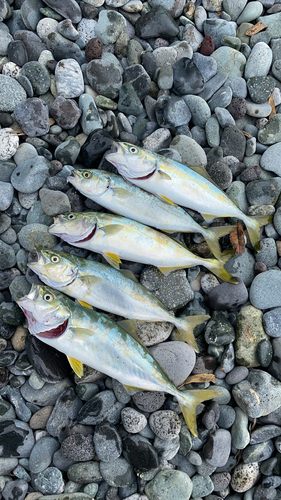 ワカシの釣果