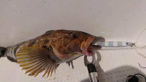 アイナメの釣果