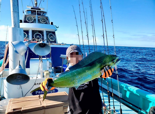 シイラの釣果