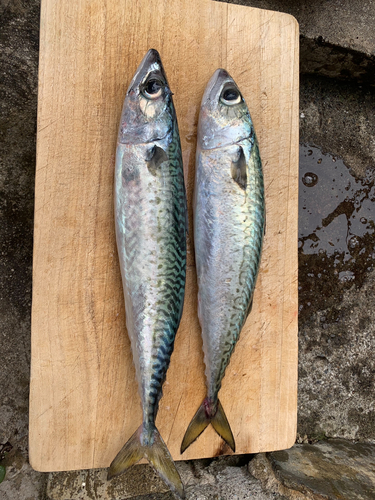 サバの釣果