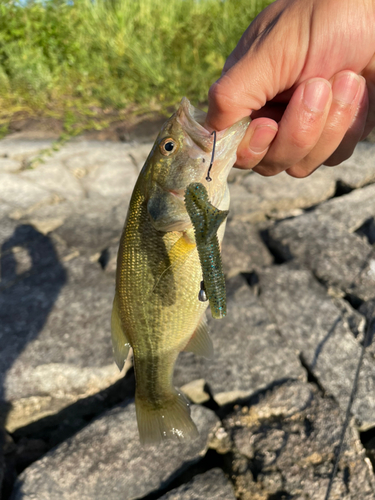 ブラックバスの釣果