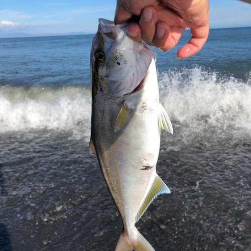 ショゴの釣果