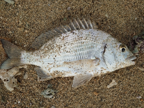 ミナミクロダイの釣果