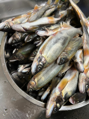 アユの釣果