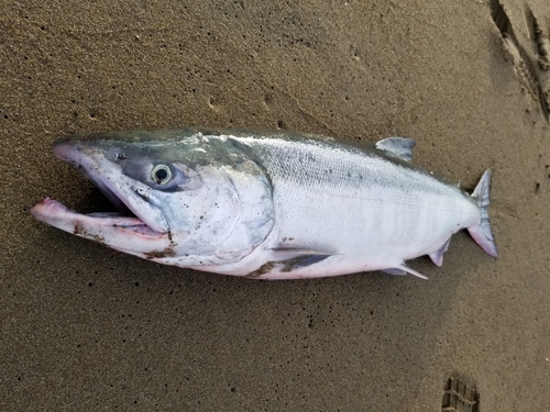 サケの釣果