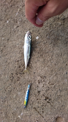 イワシの釣果