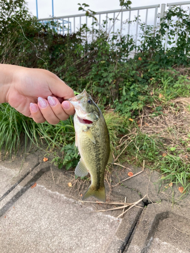 ラージマウスバスの釣果