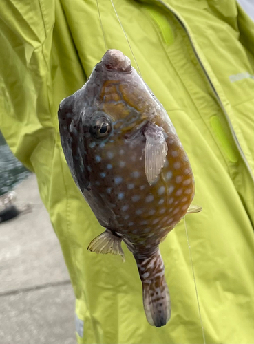 ハコフグの釣果