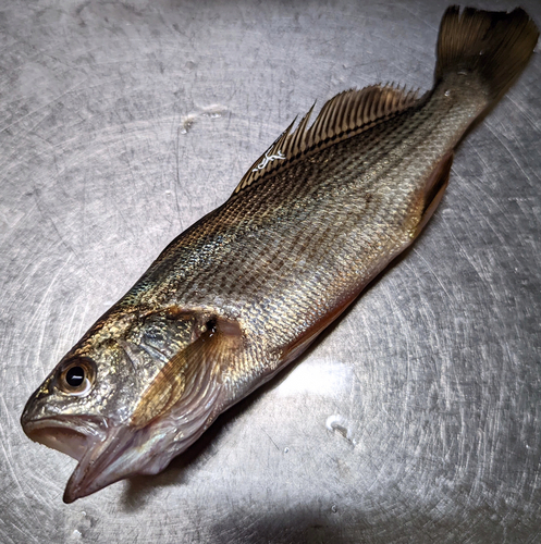 イシモチの釣果