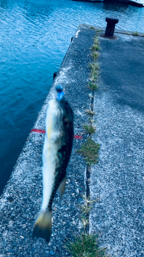 フグの釣果