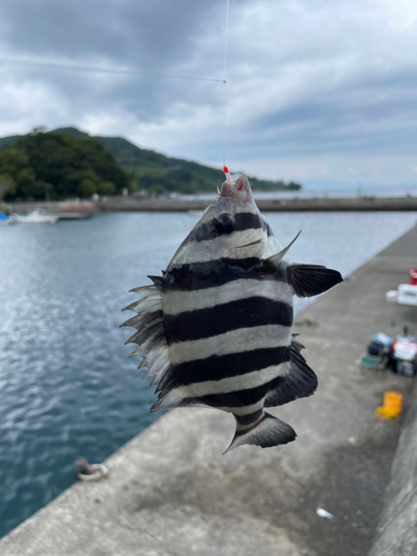 イシダイの釣果