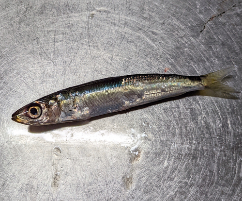 ウルメイワシの釣果