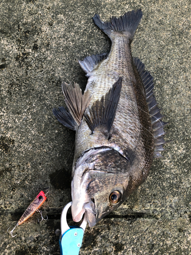 チヌの釣果