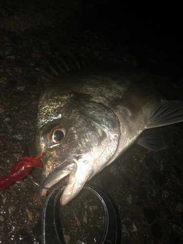 ミナミクロダイの釣果