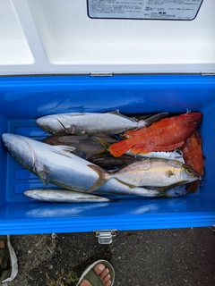 ハマチの釣果