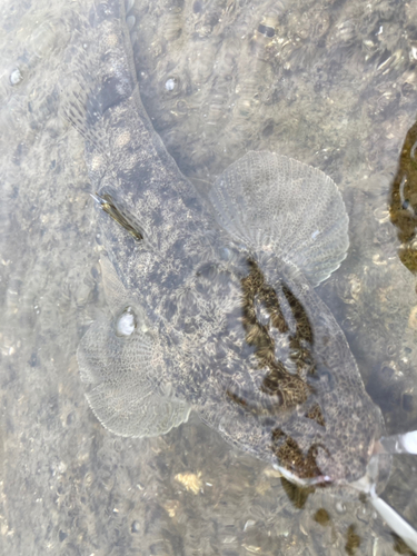 マゴチの釣果