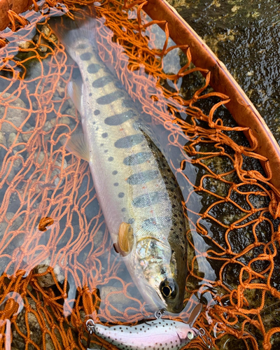 アマゴの釣果