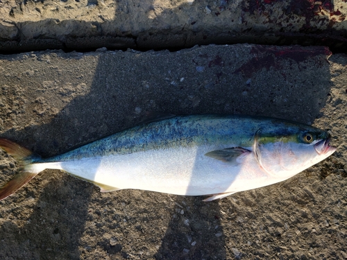 ブリの釣果