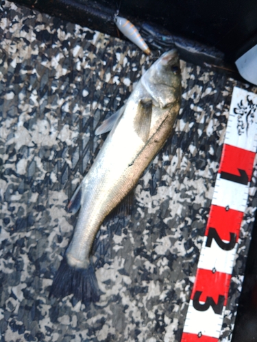 シーバスの釣果