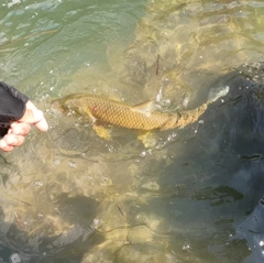 ニゴイの釣果