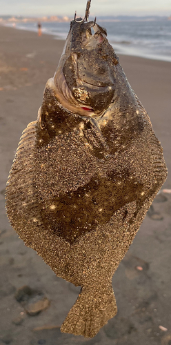 ソゲの釣果