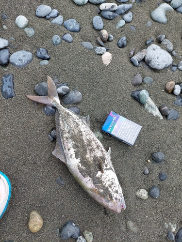 ショゴの釣果