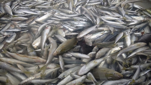 アジの釣果