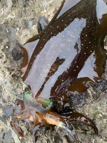 アオリイカの釣果