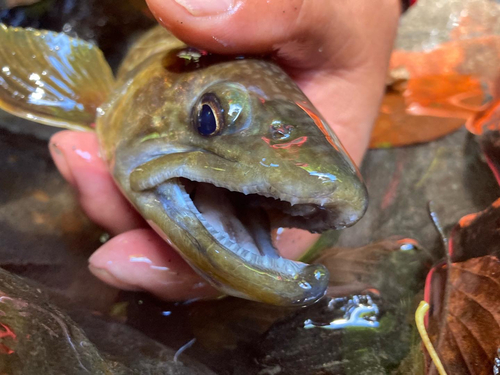 イワナの釣果