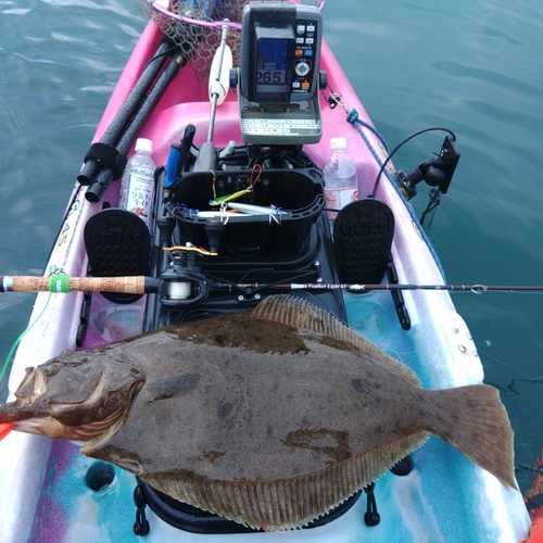 ヒラメの釣果