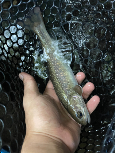 イワナの釣果