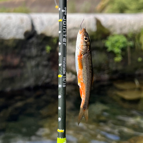 ウグイの釣果