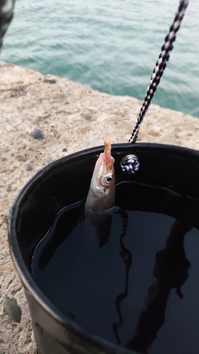 シロギスの釣果