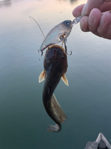 ナマズの釣果