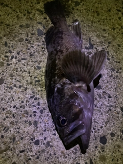 クロソイの釣果