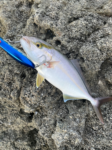 メジロの釣果