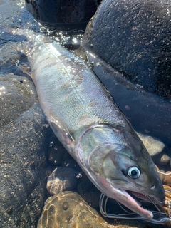 アキアジの釣果