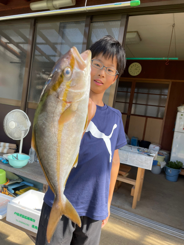 ショゴの釣果