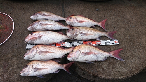 マダイの釣果