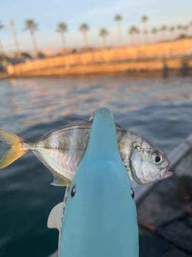 メッキの釣果