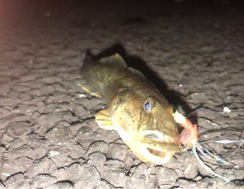 ハゼの釣果