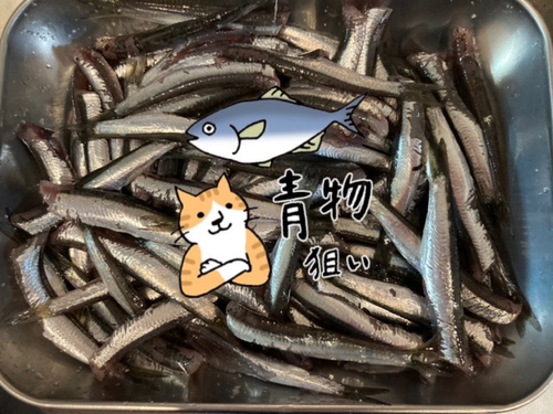 カタクチイワシの釣果