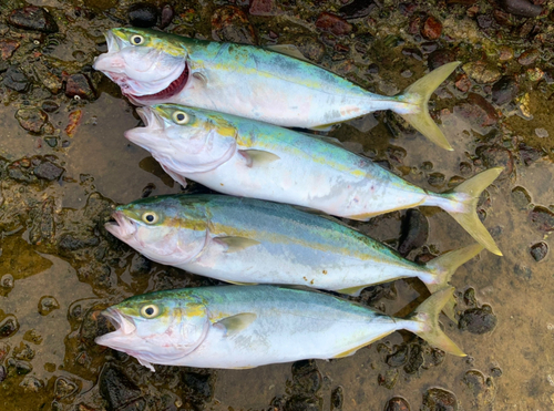 ツバイソの釣果