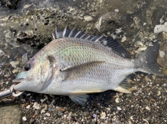 クロダイの釣果