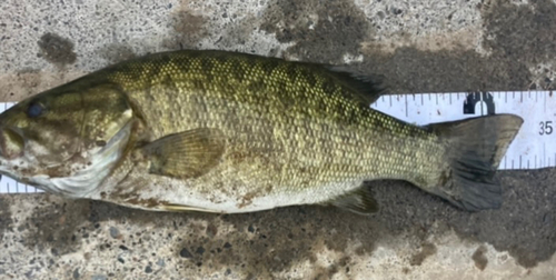 スモールマウスバスの釣果