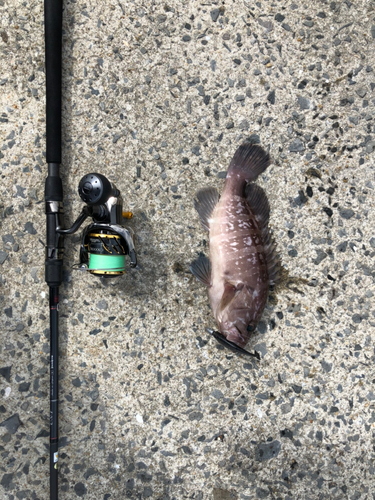 マハタの釣果